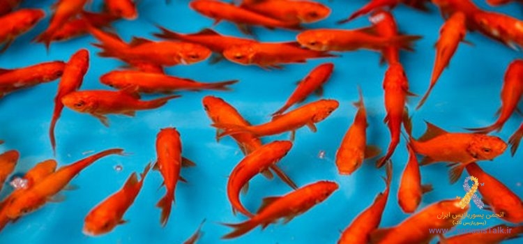تماس مستقیم با ماهی قرمز ضایعه پوستی به همراه دارد