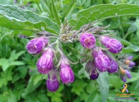 گیاه هماور و تسکین پسوریازیس