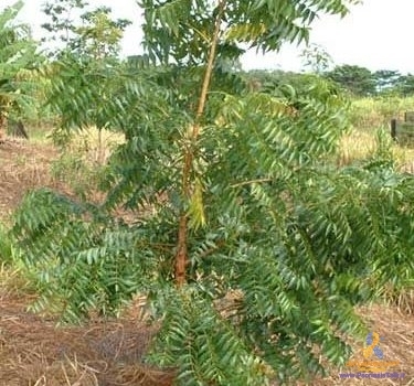 گیاه چریش و درمان مشکلات ناخن از جمله پسوریازیس